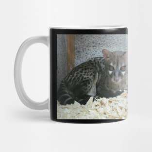 Cat cheetah leopard photo. Mug